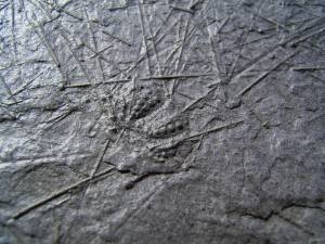 Seeigelplatte aus Holzmaden