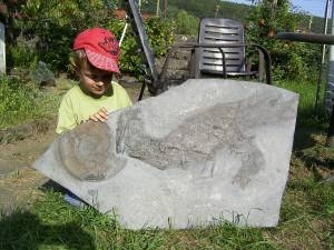 Größerer Fisch Pachycormus, Holzmaden