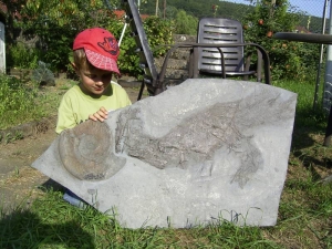 Größerer Fisch Pachycormus, Holzmaden
