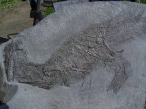 Größerer Fisch Pachycormus, Holzmaden