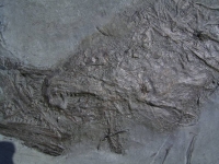 Größerer Fisch Pachycormus, Holzmaden