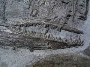 Größerer Fisch Pachycormus, Holzmaden