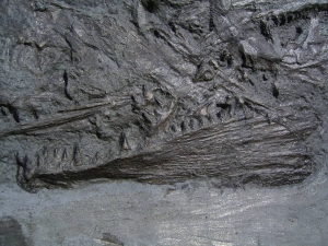 Größerer Fisch Pachycormus, Holzmaden