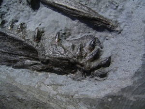 Größerer Fisch Pachycormus, Holzmaden