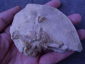 Seestern aus dem Muschelkalk # 3