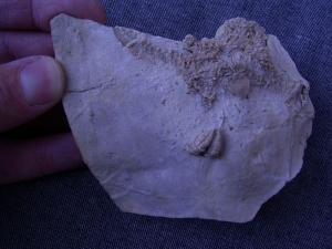 Seestern aus dem Muschelkalk # 3