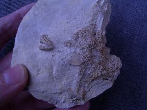 Seestern aus dem Muschelkalk # 3