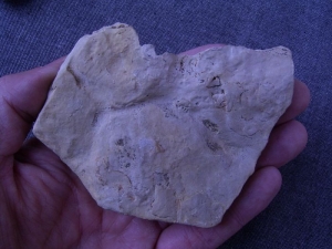 Seestern aus dem Muschelkalk # 3