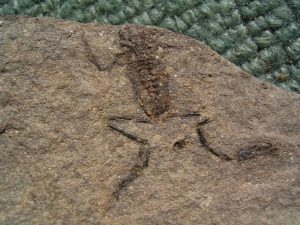 1 Frosch aus dem Jura