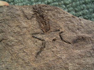 1 Frosch aus dem Jura