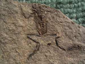 1 Frosch aus dem Jura