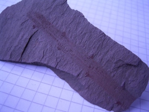 Pflanze aus dem devonischen Rußschiefer