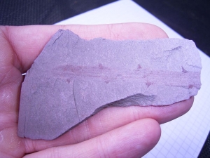 Pflanze aus dem devonischen Rußschiefer