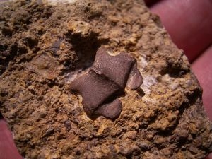 Pachypleurosaurus Wirbel aus der Trias