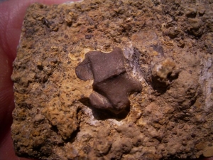 Pachypleurosaurus Wirbel aus der Trias