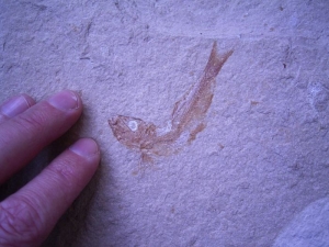 Sprotte aus dem Libanon