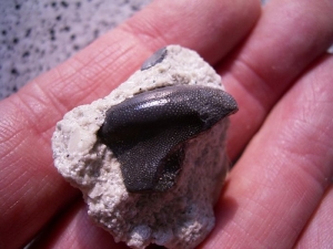 Sandalodus Zahn aus dem Unter-Karbon