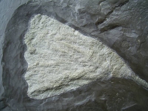 Seelilie aus Holzmaden