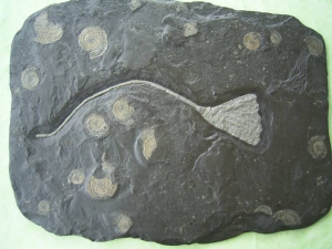 Seelilie aus Holzmaden