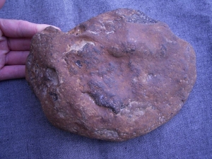 Hai Schädel Hybodus basanus aus England