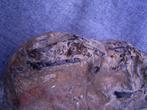 Hai Schädel Hybodus basanus aus England