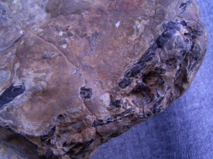 Hai Schädel Hybodus basanus aus England