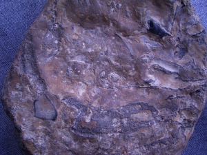 Hai Schädel Hybodus basanus aus England
