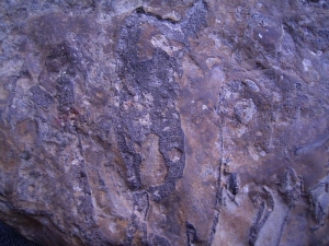 Hai Schädel Hybodus basanus aus England
