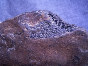 Hai Schädel Hybodus basanus aus England