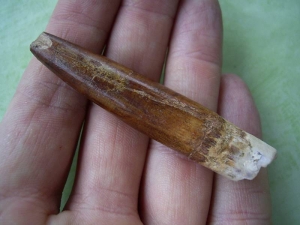 Dinosaurier-Zahn Rebacchisaurus