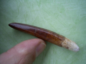 Dinosaurier-Zahn Rebacchisaurus