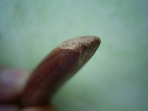 Dinosaurier-Zahn Rebacchisaurus