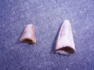 Alligator teeth