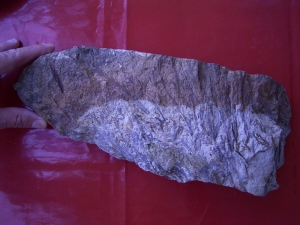 Hyenia Pflanzenplatte aus dem Devon von Deutschland