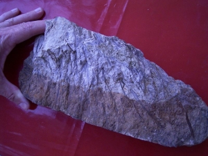 Hyenia Pflanzenplatte aus dem Devon von Deutschland