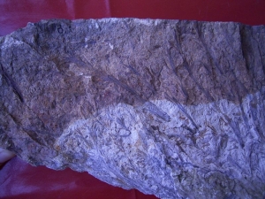 Hyenia Pflanzenplatte aus dem Devon von Deutschland