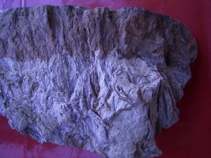 Hyenia Pflanzenplatte aus dem Devon von Deutschland