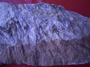 Hyenia Pflanzenplatte aus dem Devon von Deutschland