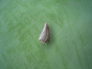 Raubsaurier-Zahn Coelophysis