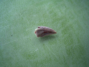 Raubsaurier-Zahn Coelophysis