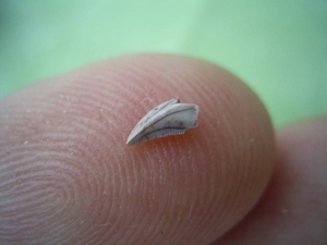 Raubsaurier-Zahn Coelophysis