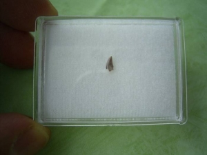 Raubsaurier-Zahn Coelophysis