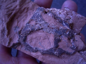 Reptilschädel aus dem Perm von Sibirien