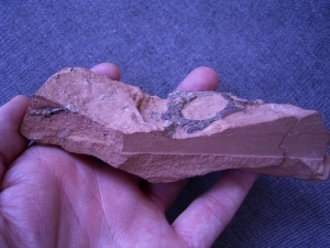 Reptilschädel aus dem Perm von Sibirien