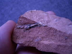 Reptilschädel aus dem Perm von Sibirien