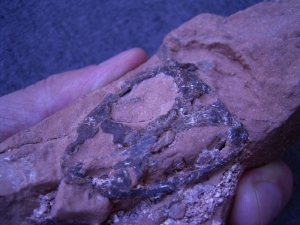 Reptilschädel aus dem Perm von Sibirien