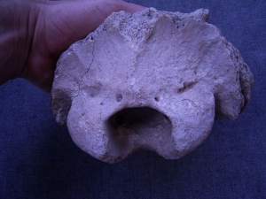 Hinterhaupt vom Riesenhirsch