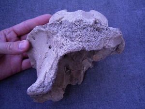 Hinterhaupt vom Riesenhirsch