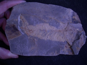 Trias-Farnwedel Danaeopteris #3