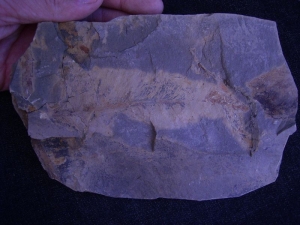 Trias-Farnwedel Danaeopteris #3